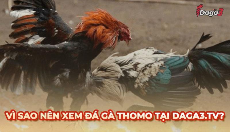 Vì sao nên chọn vershina.top để xem đá gà trực tiếp thomo